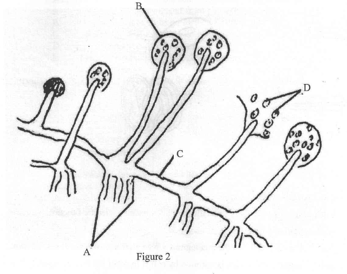 Fungi classification form two biology