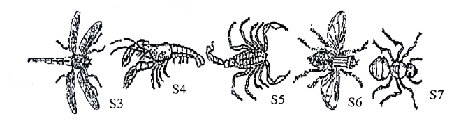 Comparative Studies form five biology