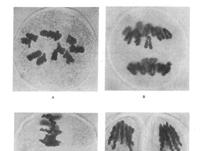 Cytology form five biology