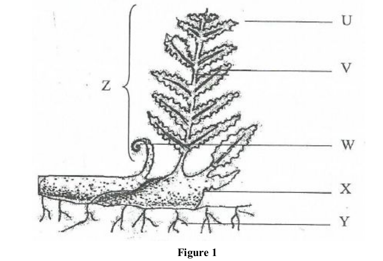 comparative-studies-of-natural-groups-of-organisms