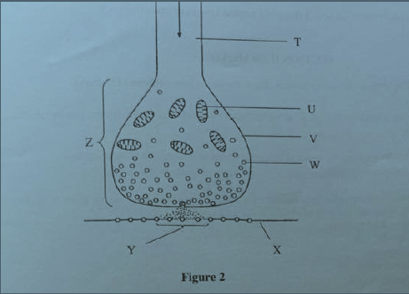 Coordination Questions form five synaptic 