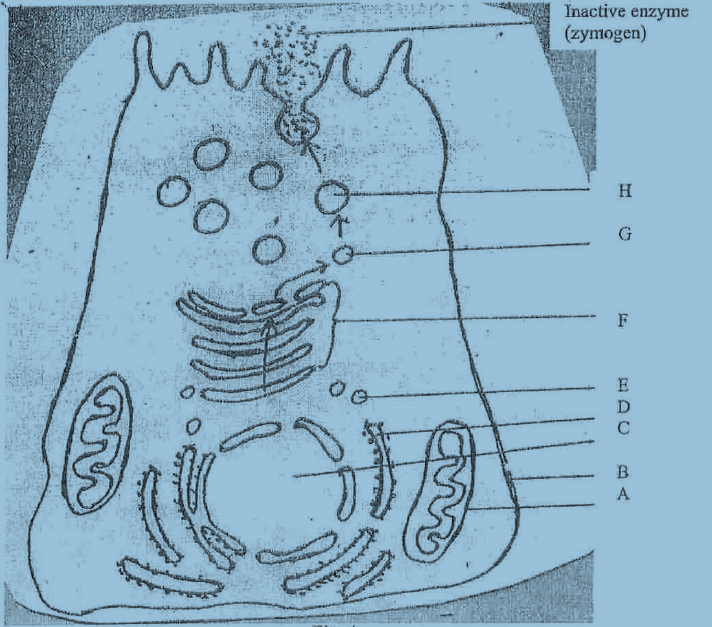 Cytology