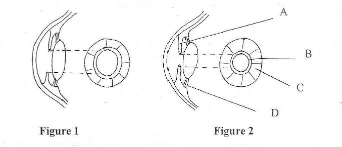 Human eye light intensities coordination biology form three