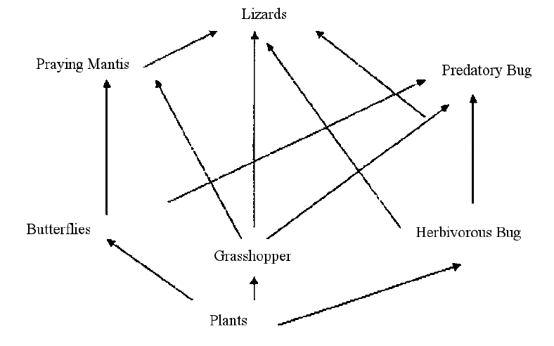 Food chain and eco-system