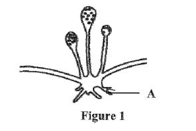 fungi classification of living things form two biology questions