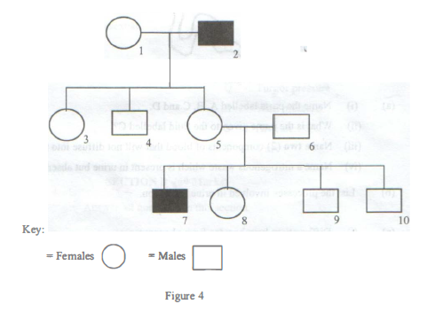 Genetics pedigree diagram