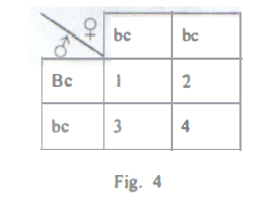 Genetics form four biology punnet