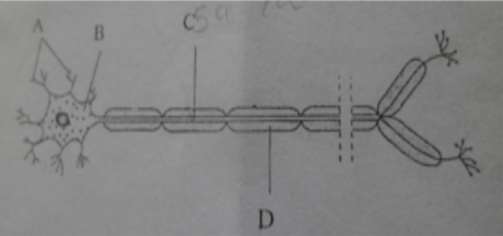 nerve cell