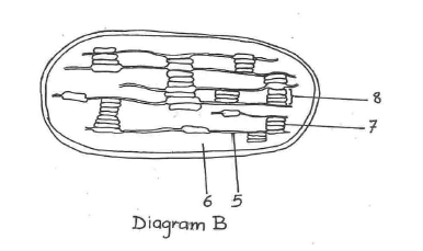 Gaseous exchange and respiration form five biology